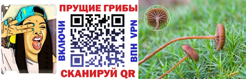Псилоцибиновые грибы Cubensis  hydra   Шагонар 